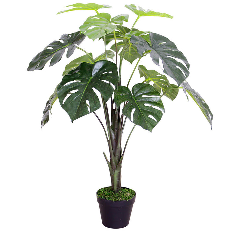 Plante Monstera dans un pot en plastique